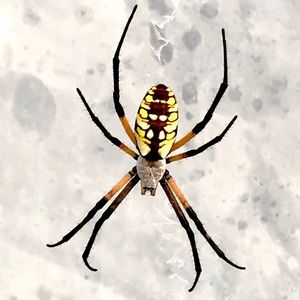 Meet your Posher, Dothanh